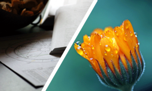 Scopri di più sull'articolo Che relazione c’è tra una Carta del Cielo e i Fiori di Bach?